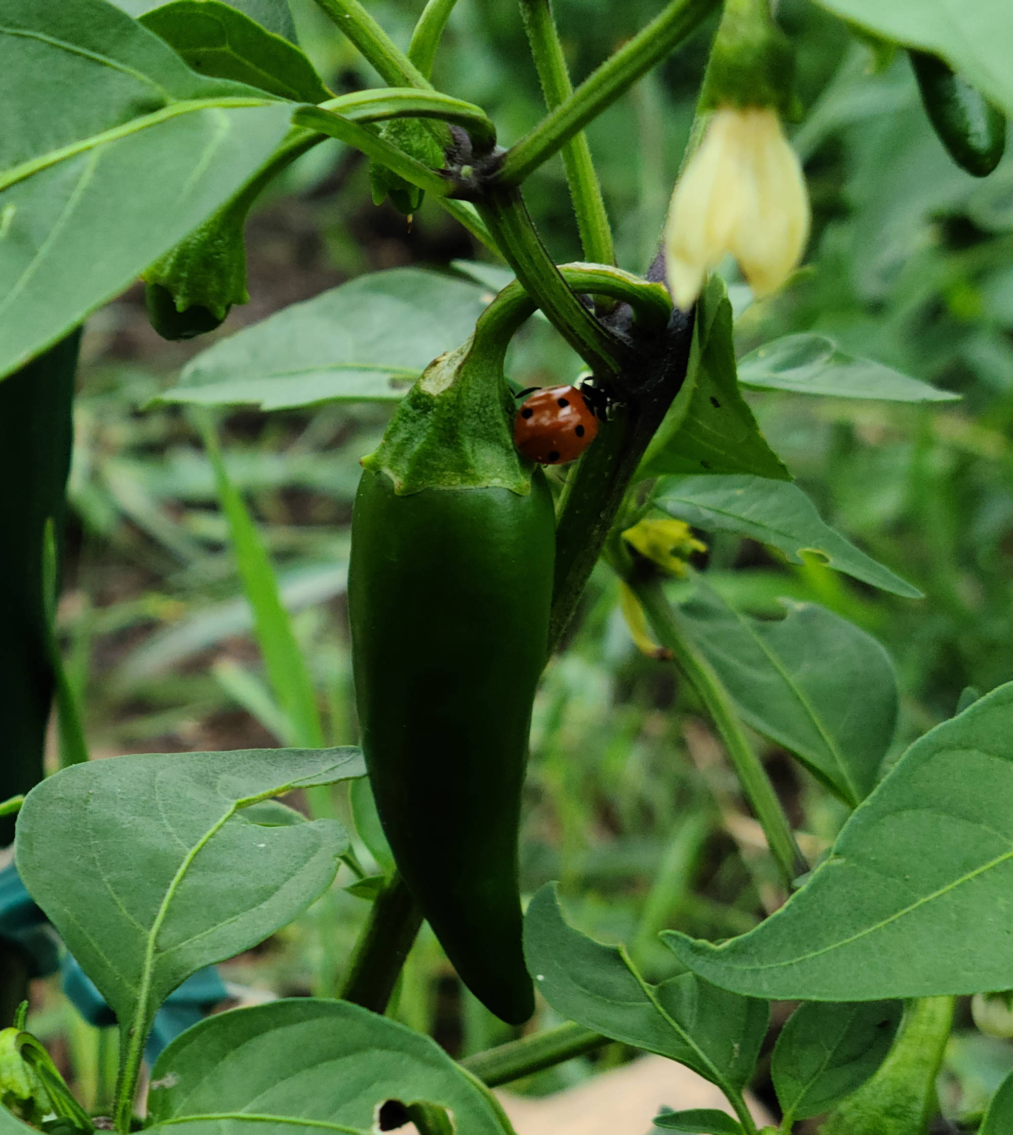 Garden of Apologies bucket brigade